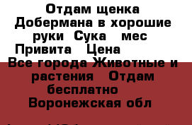 Отдам щенка Добермана в хорошие руки. Сука 5 мес. Привита › Цена ­ 5 000 - Все города Животные и растения » Отдам бесплатно   . Воронежская обл.